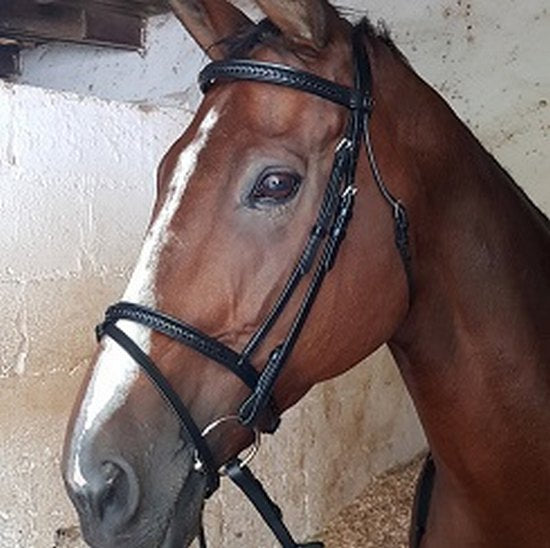 Bridle Braided Solo