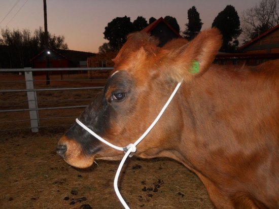Halter cattle shipping rope