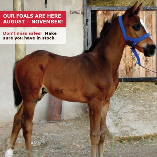 Halter foal baby slip with metal slider