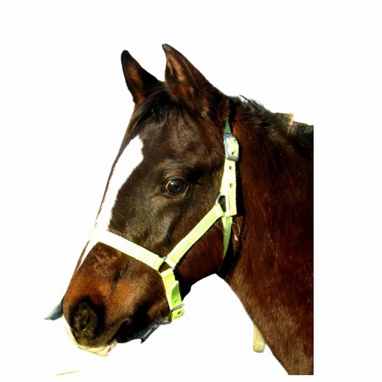 Halter foal nylon with lead