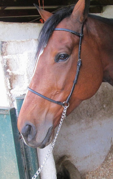 Halter show rolled leather with lead