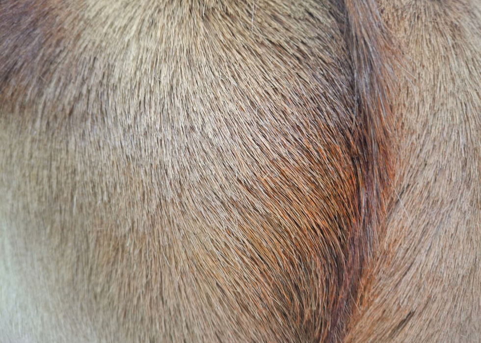 Springbok cushion copper