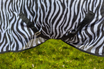 Ridepro Fly Sheet Combo With Hood Zebra Print