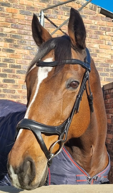 Bridle anatomic padded