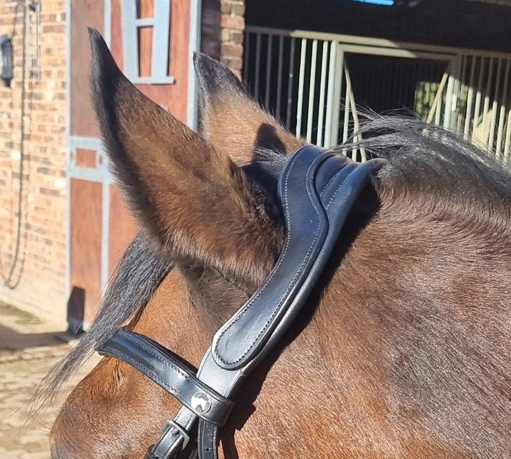Bridle anatomic padded