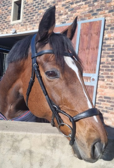 Bridle anatomic rolled