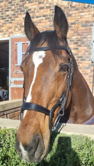 Bridle anatomic rolled