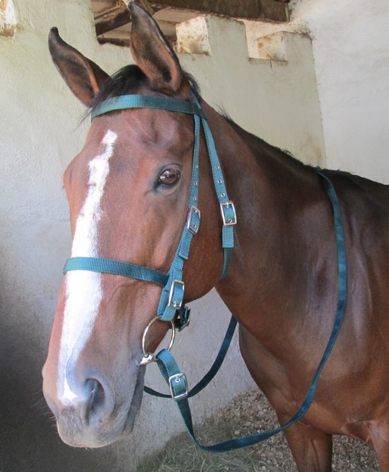 Bridle Double webbing