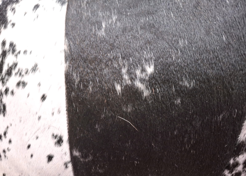 Cushion Nguni Black Pelle Lux