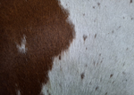 Cushion Nguni Brown Pelle Lux