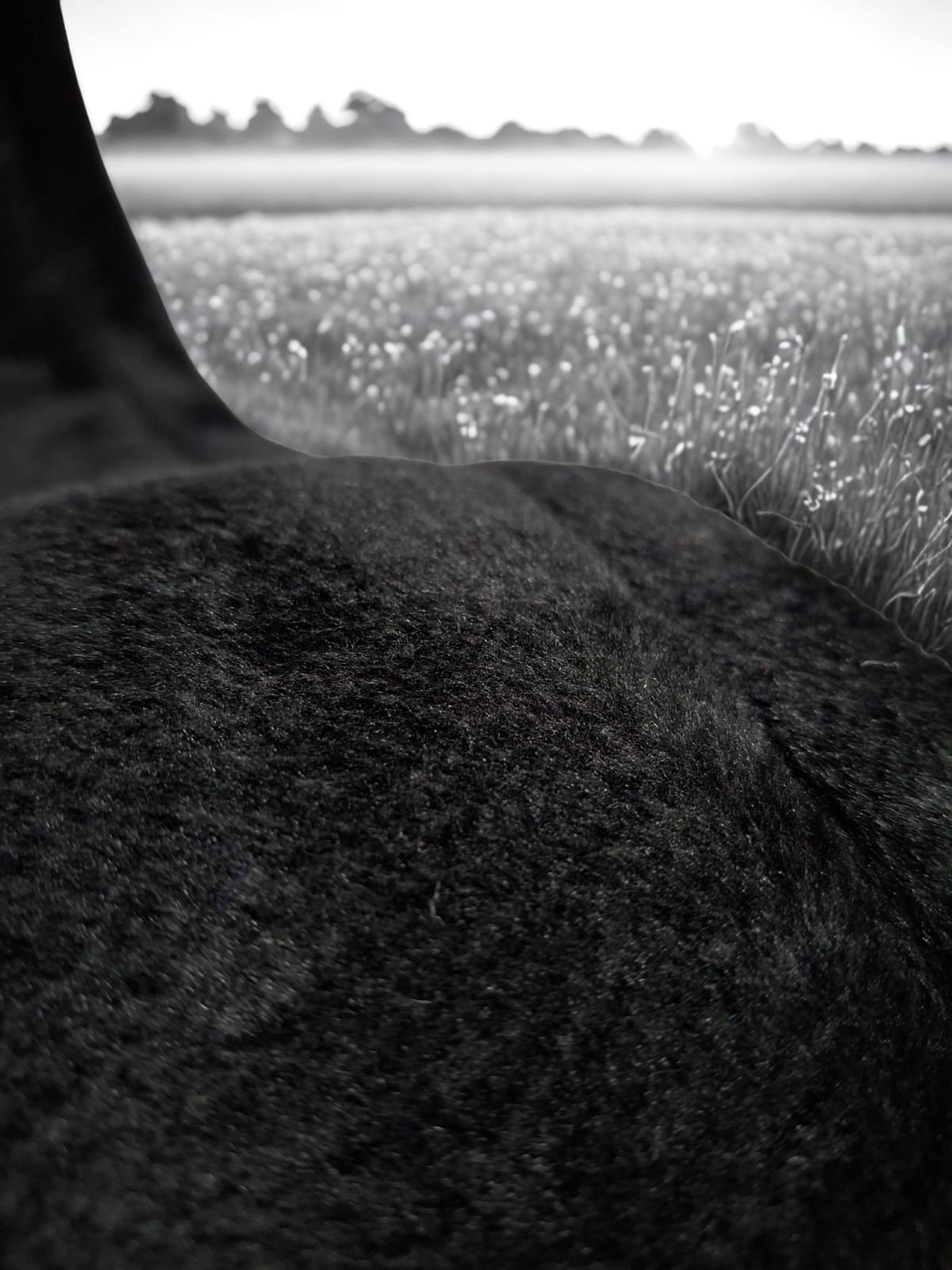 Ridepro Girth with Fur with SS Buckles