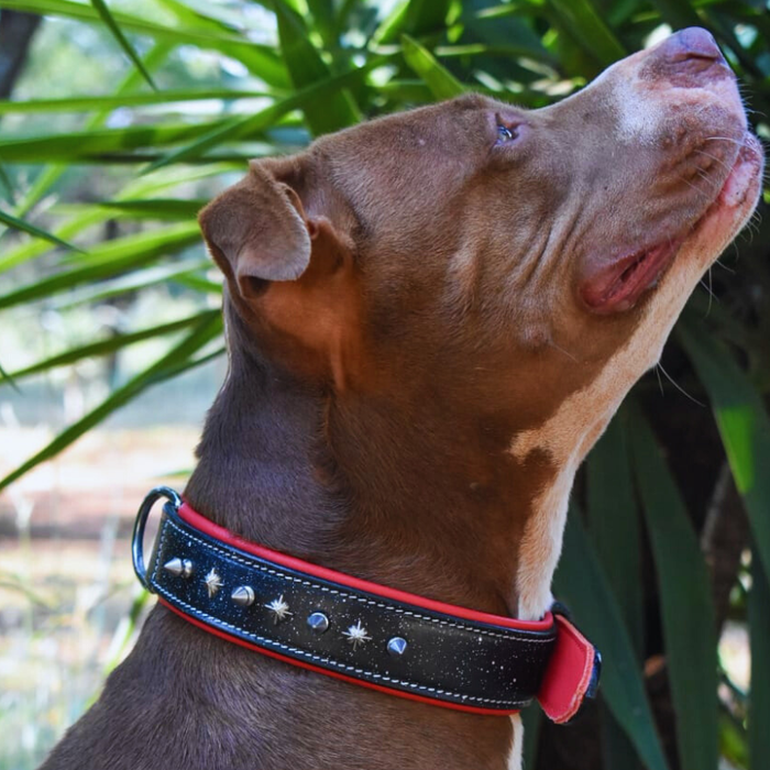 Leather Dog Collar &ndash; Black &amp; Red with Studs and Spikes