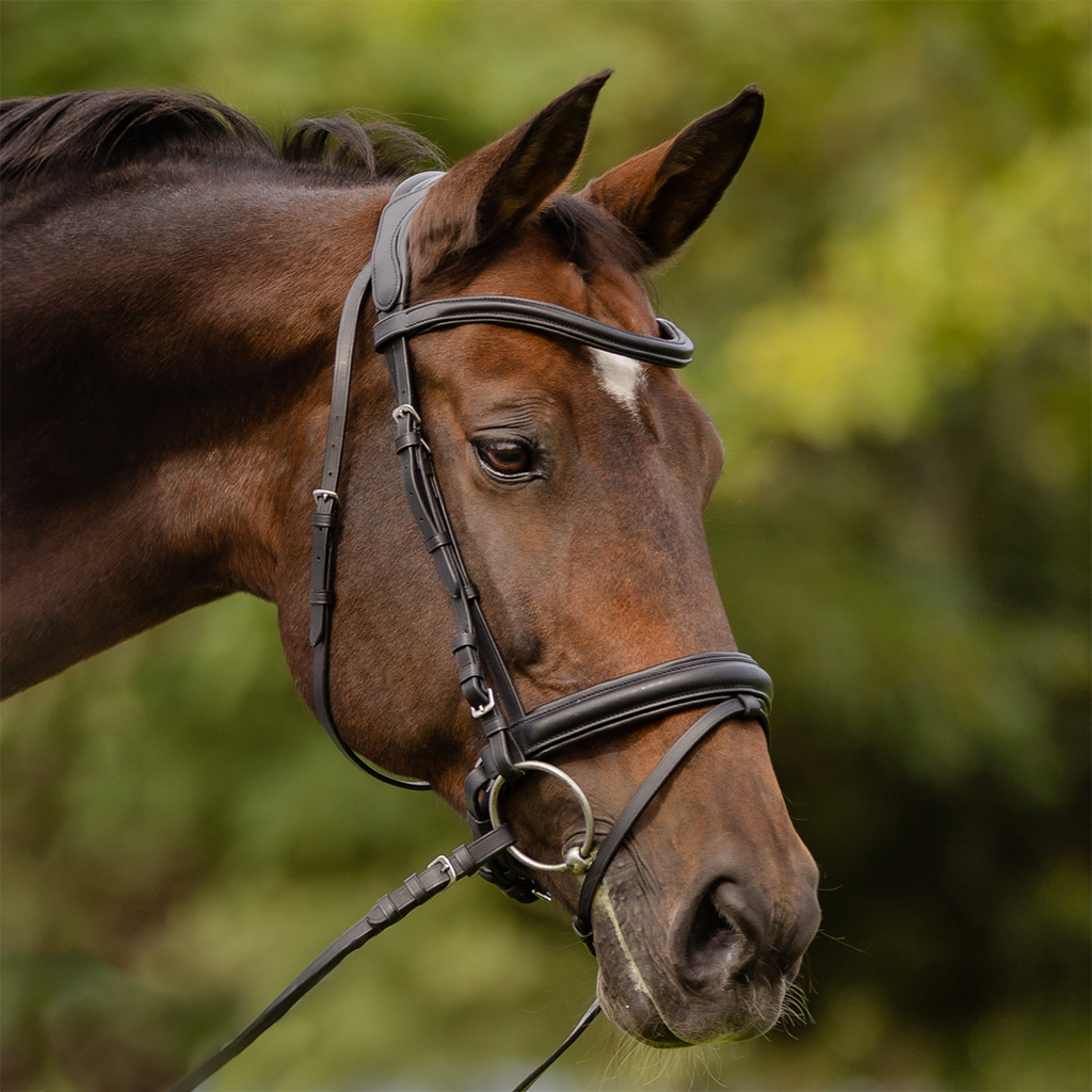 Bridle - Capriole Aintree with web reins
