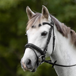 Bridle - Capriole Aintree with web reins