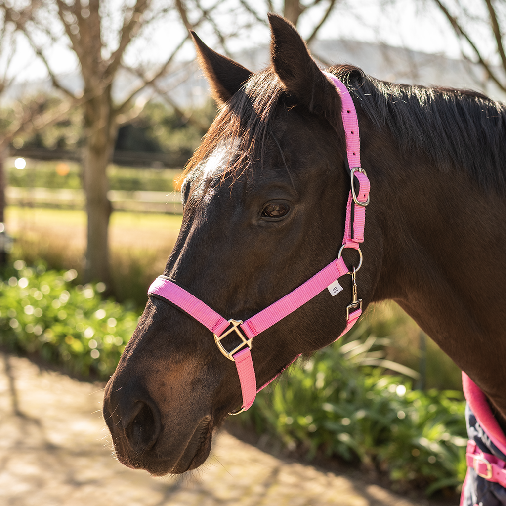 Halter Padded with Rope Lead Equistyle Pink