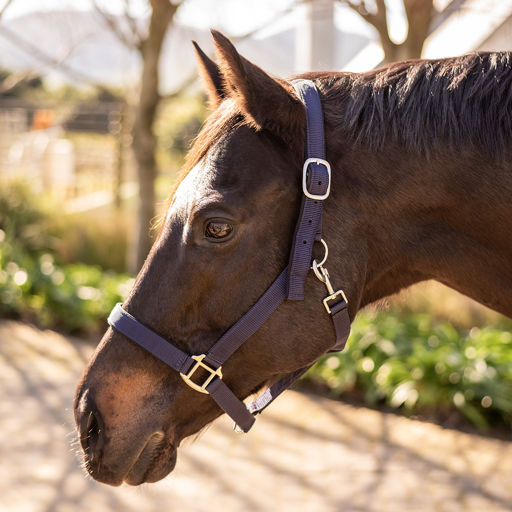 Halter Padded with Rope Lead Equistyle Navy