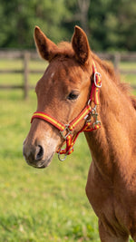 Ridepro Halter Foal No Lead