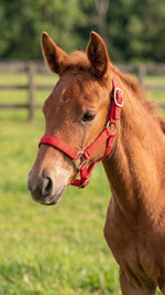 Ridepro Halter Foal No Lead