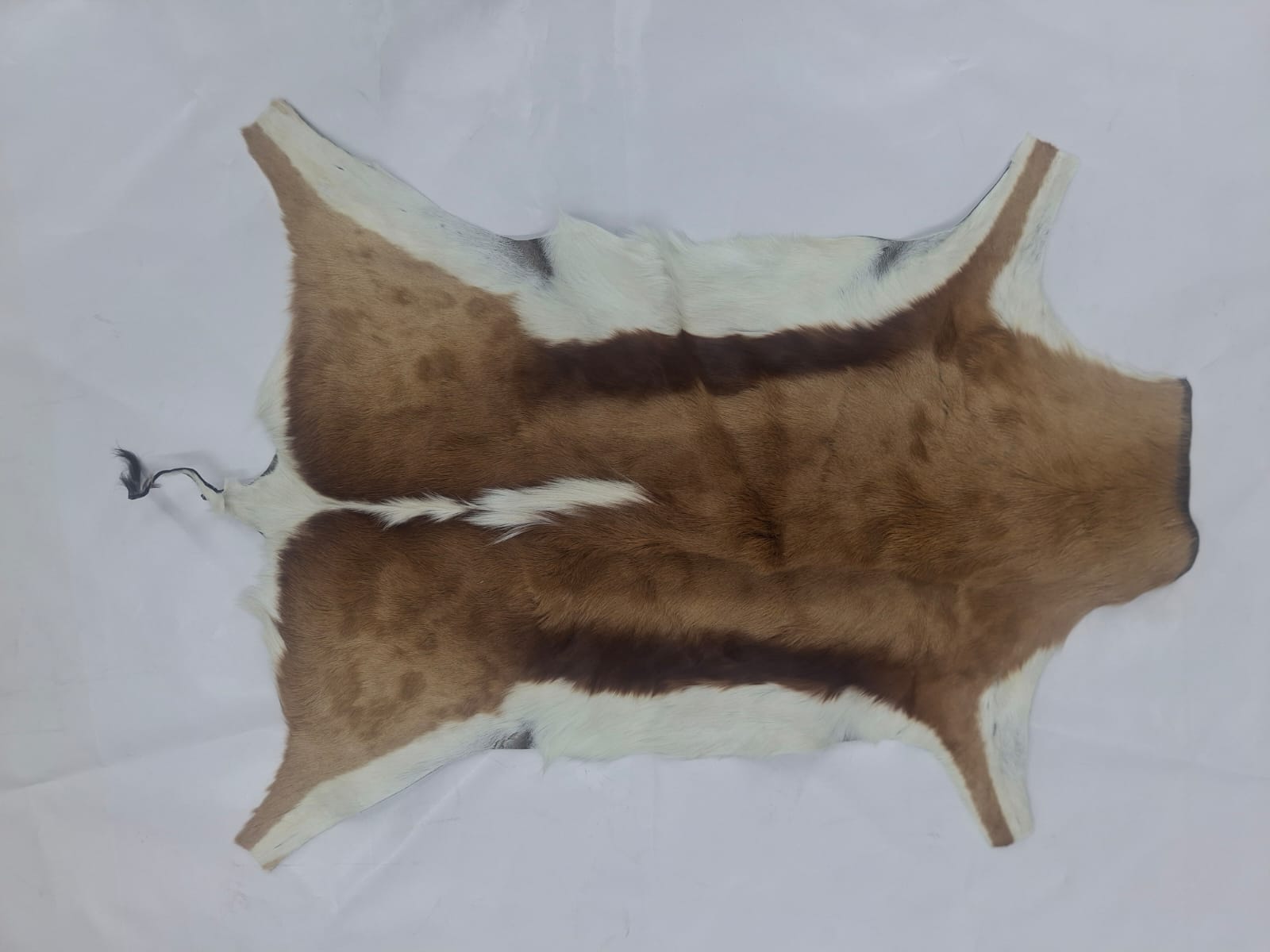 Springbok Skin A Grade