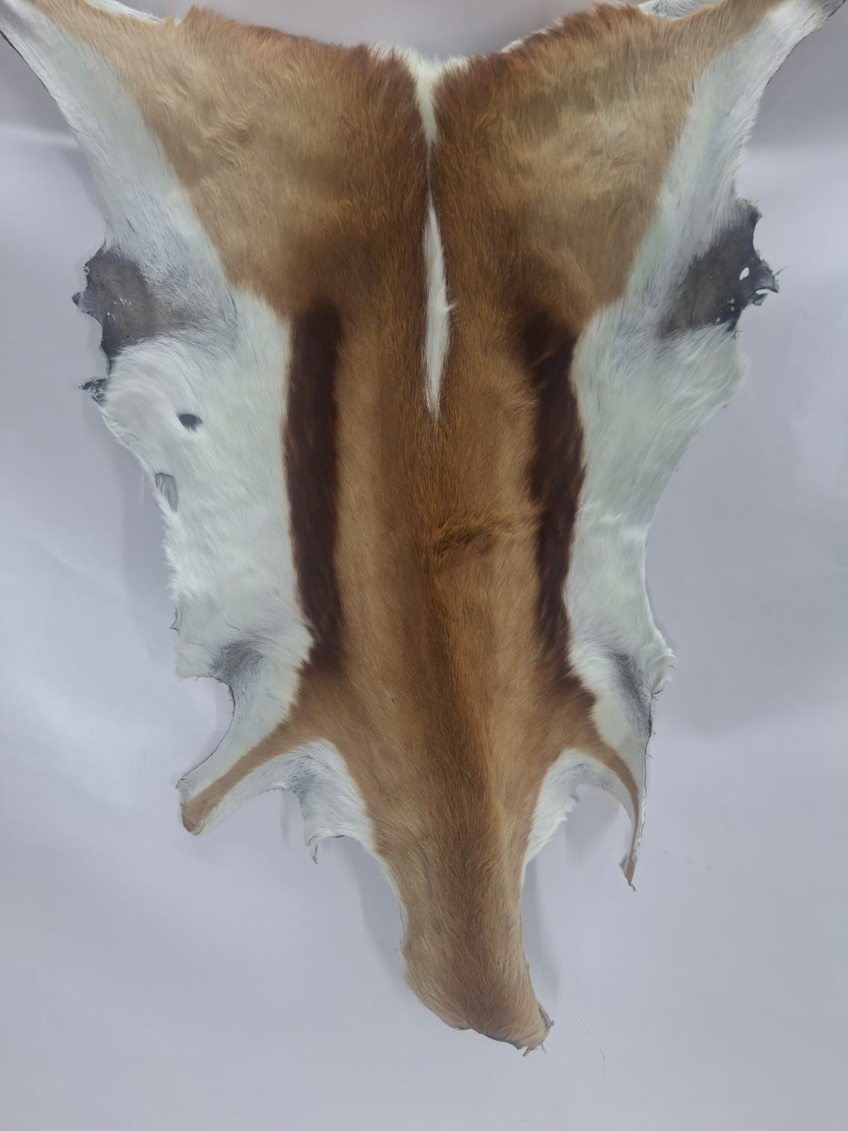 SPRINGBOK SKIN B GRADE