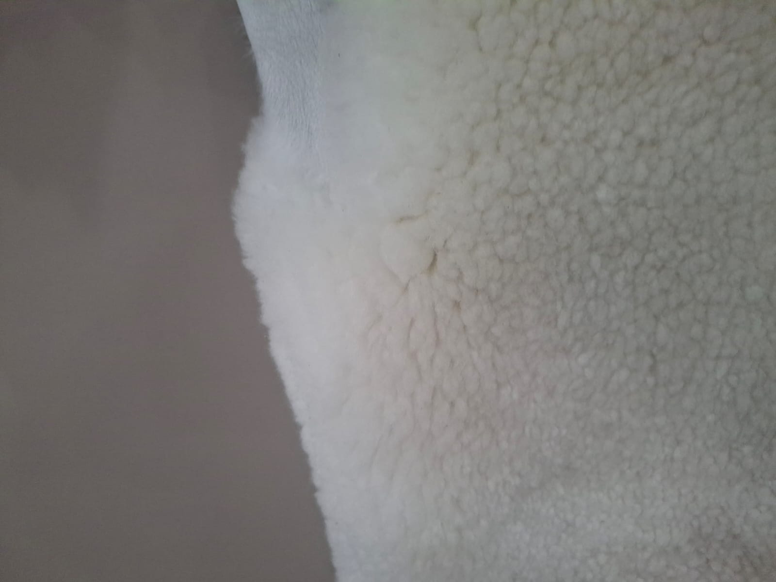Sheepskin 20 - 25mm long wool good for decor