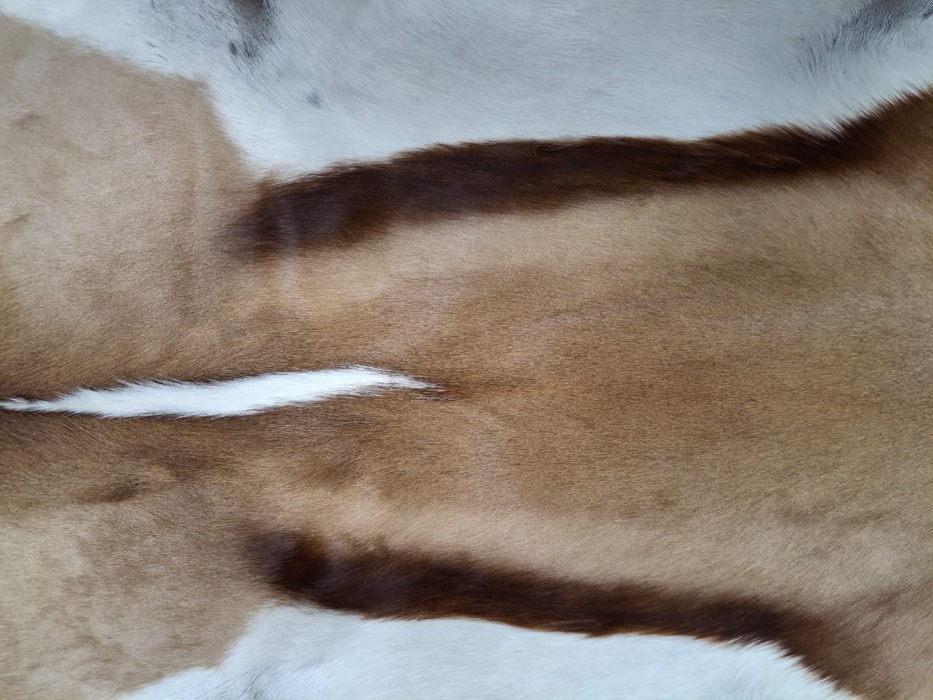 Springbok Skin A Grade