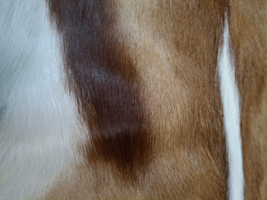 Springbok Skin A Grade
