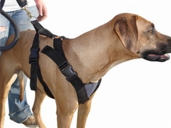 Dog harness nylon