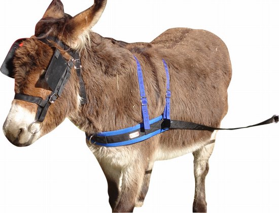 Donkey bridle + bit nylon