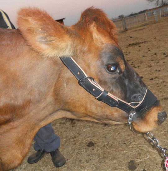 Halter cattle leather with chain