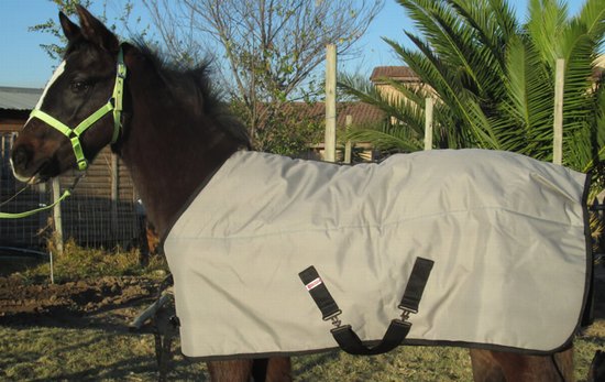 Blanket foal mini