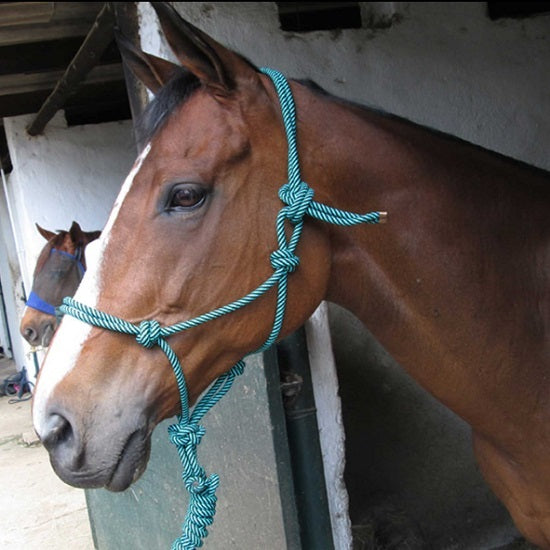 Rope halter with lead