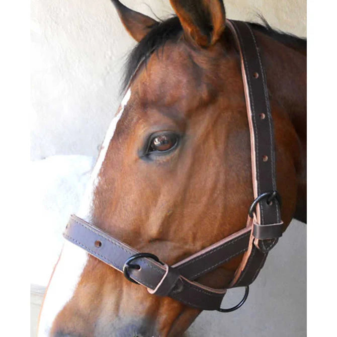 Halter Leather Cattle Double ADJ + Lead & Chain