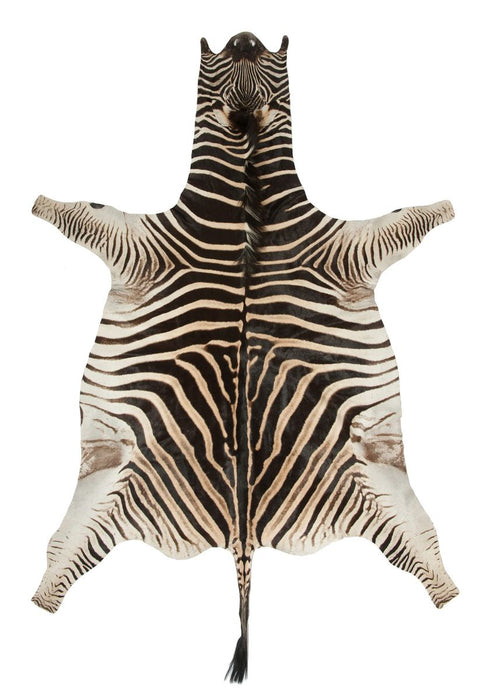 Zebra hide full skin a grade with head