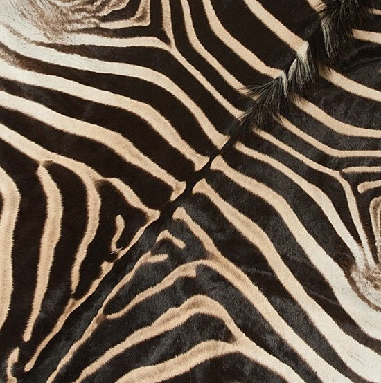 Zebra hide full skin a grade with head
